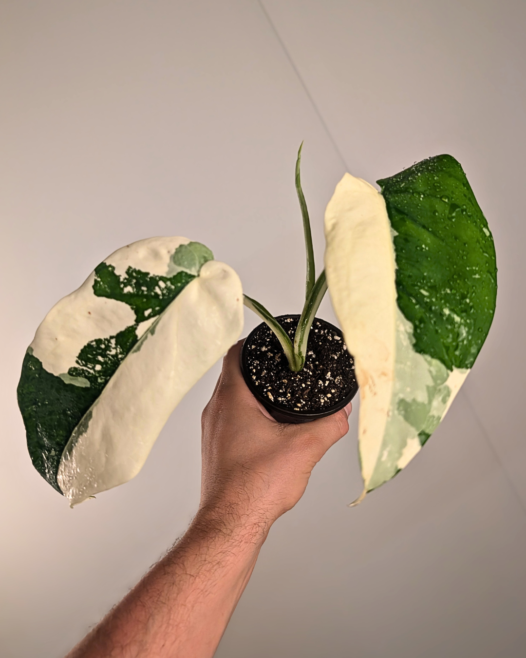 Syngonium Chiapense Variegata