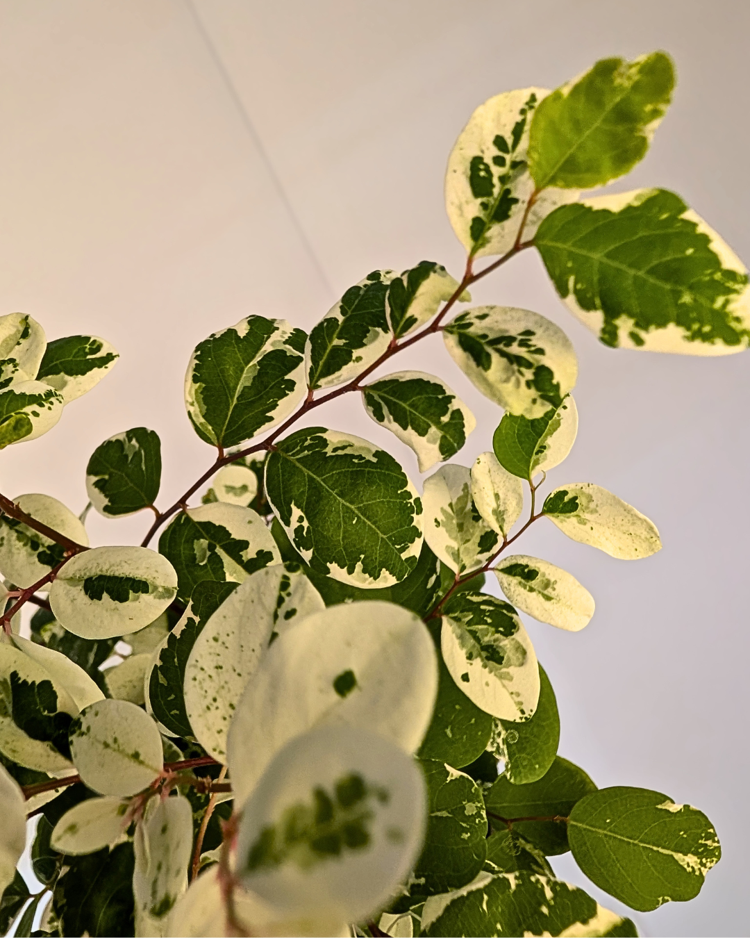 Breynia disticha 'Snow Bush'