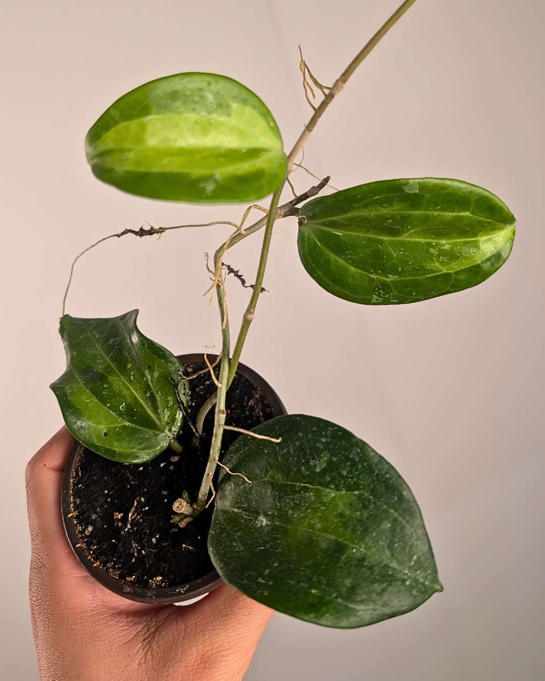 Hoya Macrophylla 'Baibua'