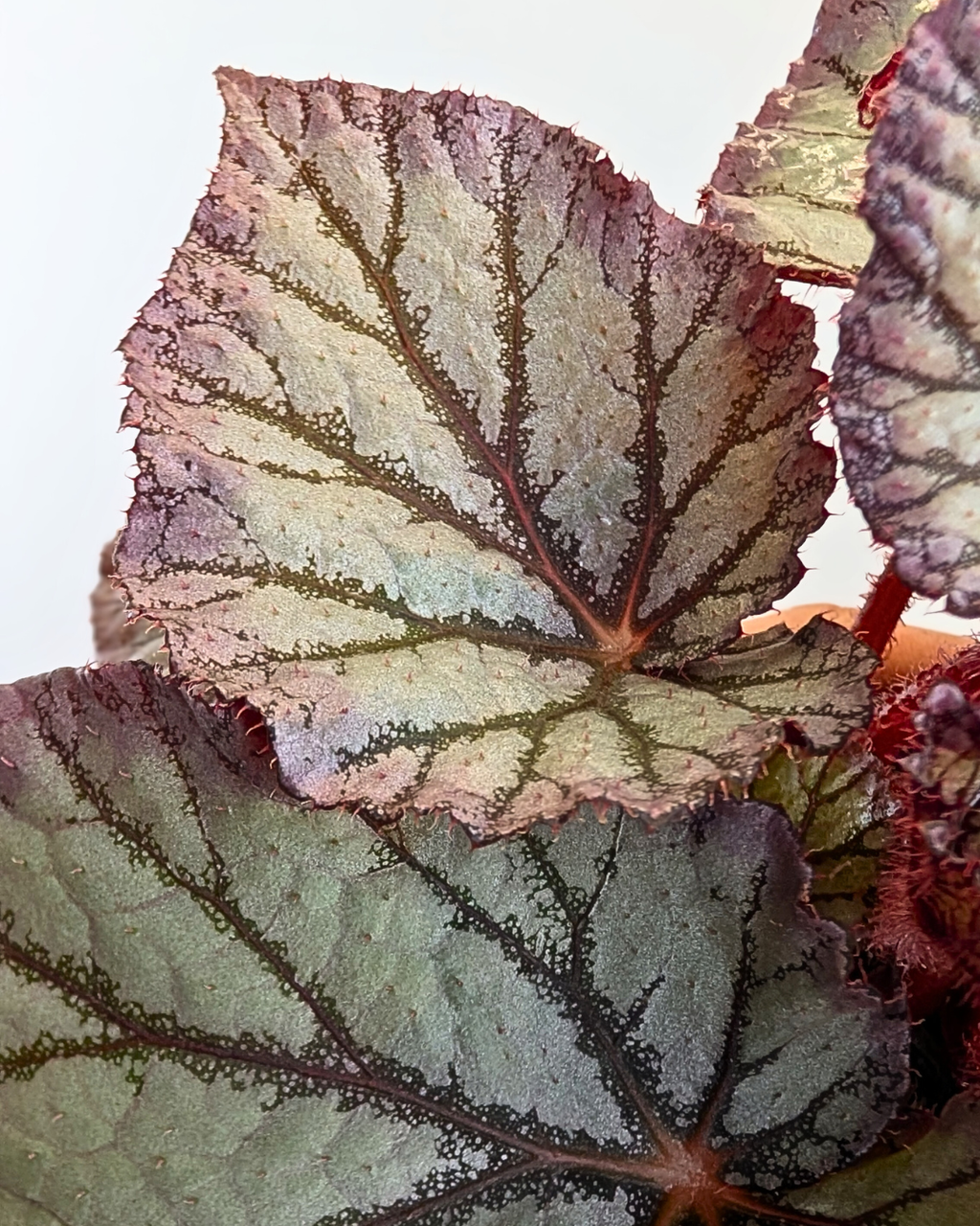 Begonia 'KA-Chameleon' (КА-Хамелеon)