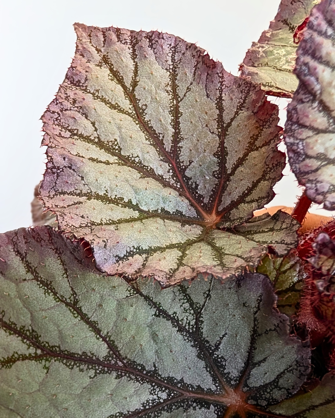 Begonia 'KA-Chameleon' (КА-Хамелеon)