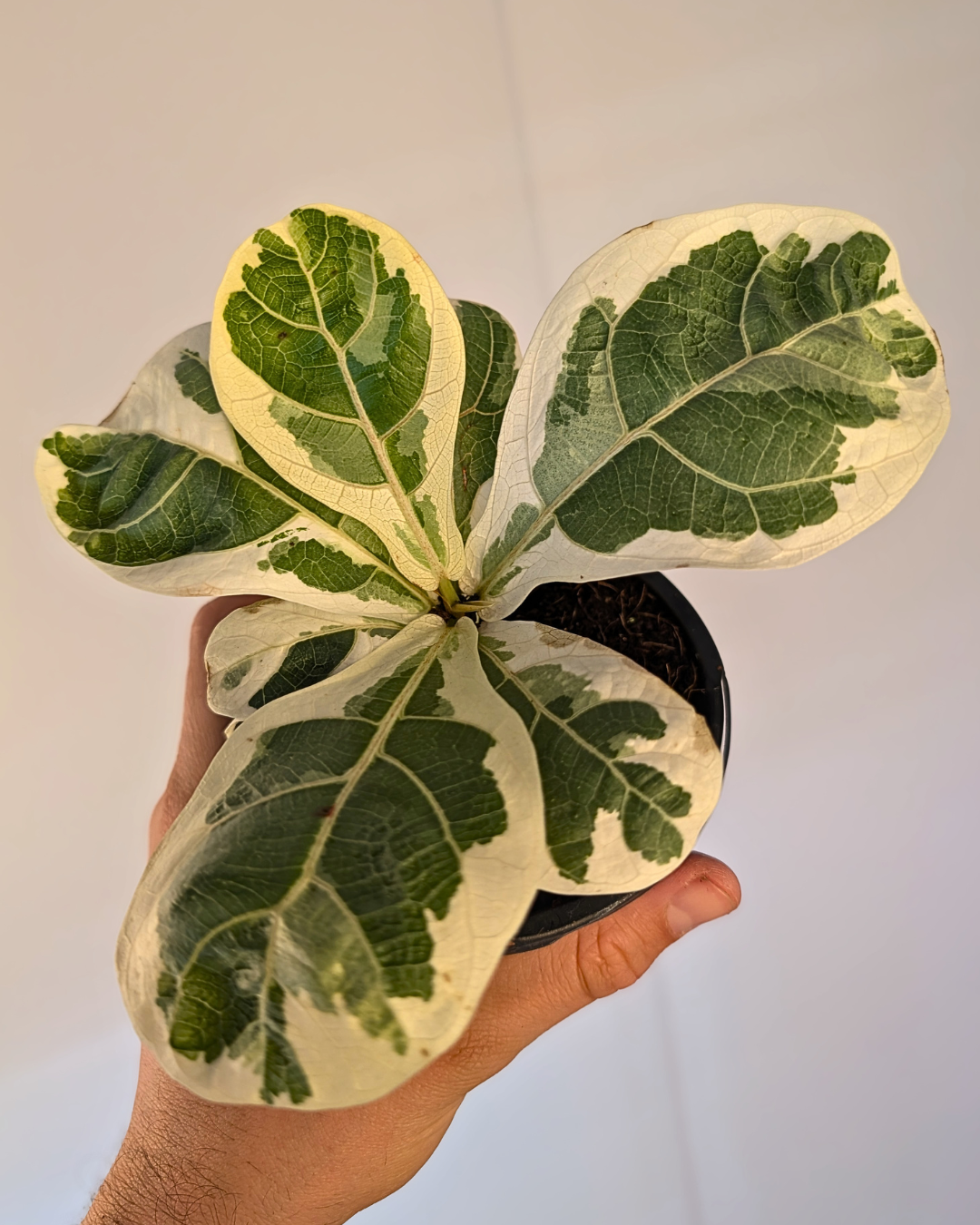 Ficus lyrata variegata