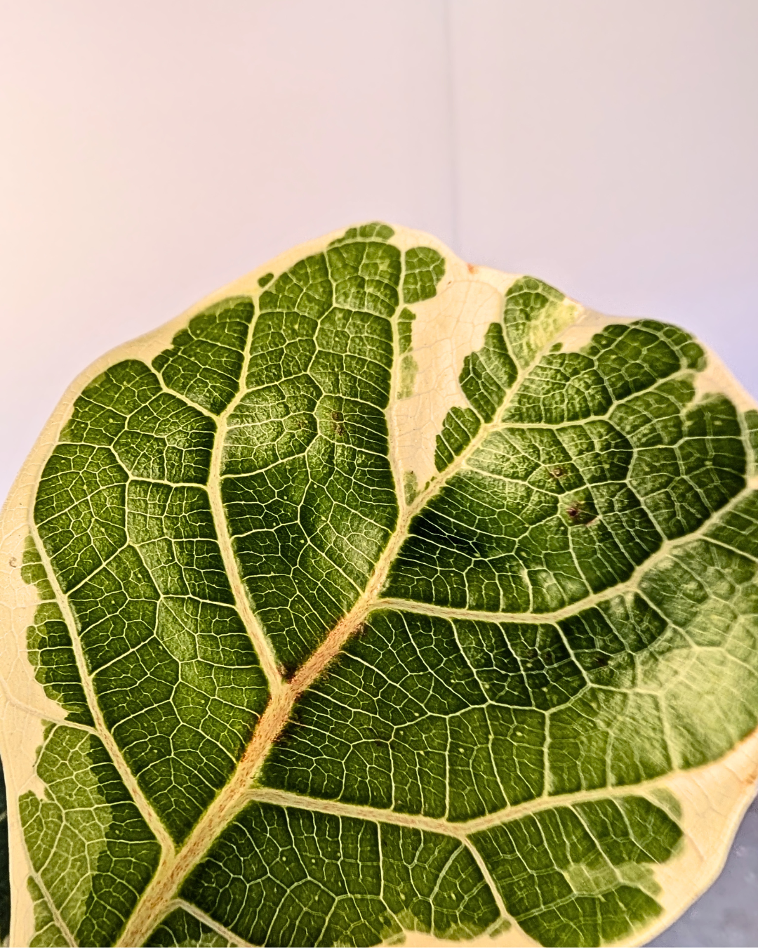 Ficus lyrata variegata