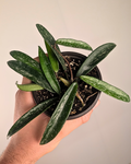 Hoya 'Minibelle Splash'