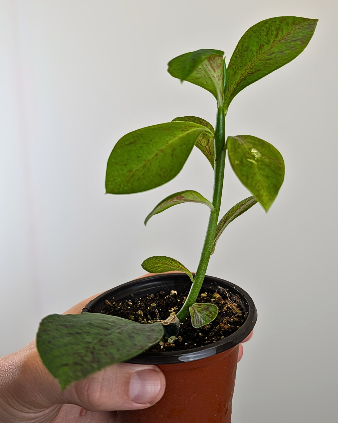 Euphorbia grantii (Syn. Synadenium grantii)