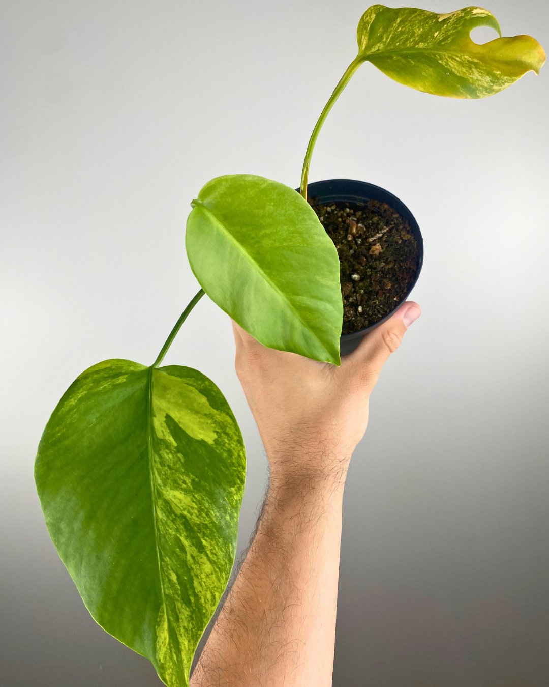 Monstera Aurea Marmorata