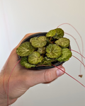 Saxifraga stolonifera