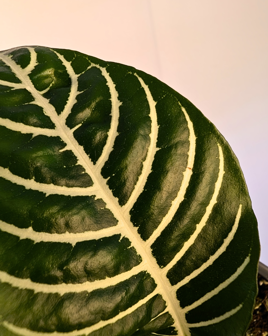 Aphelandra 'Dania'