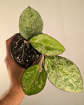 Hoya Patcharawalai/Incensis 023 ‘Splash’