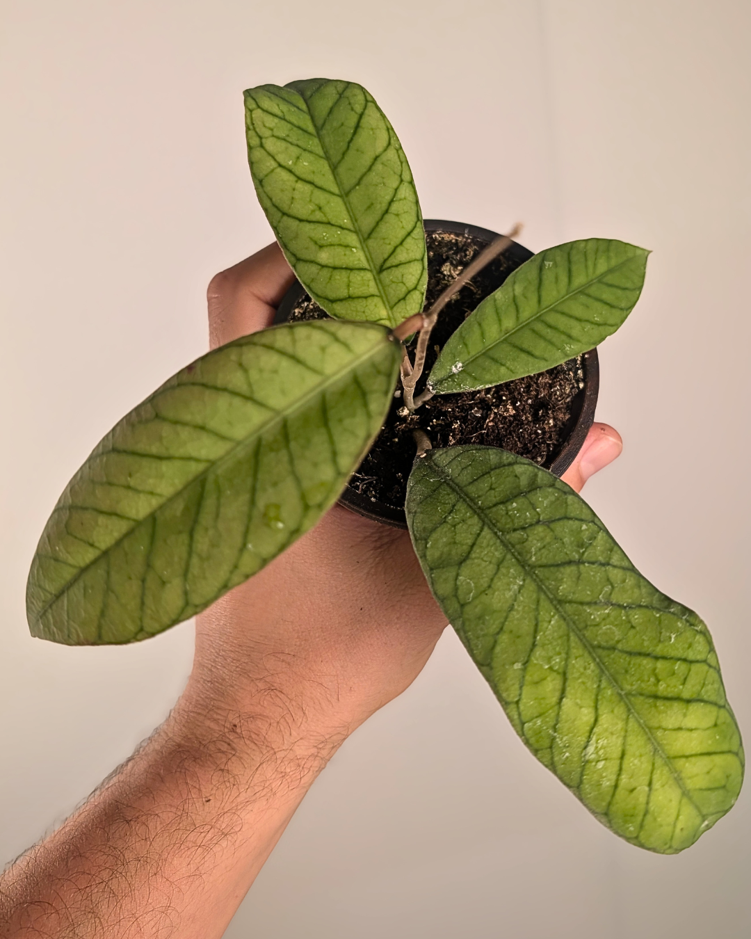 Hoya sp. Sabah.