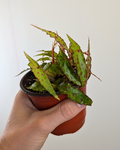 Begonia Amphioxus