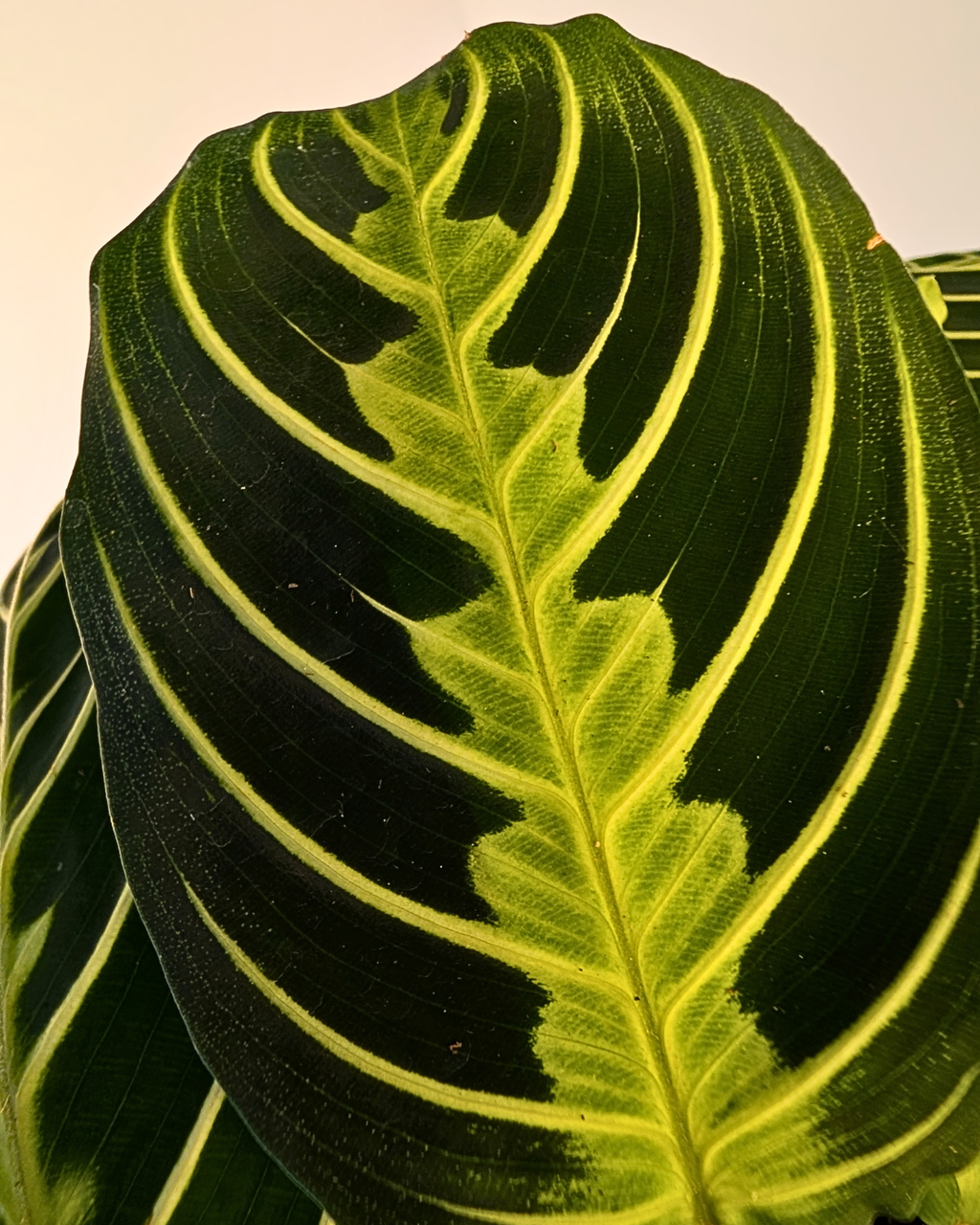 Maranta leuconeura 'Lemon Lime'