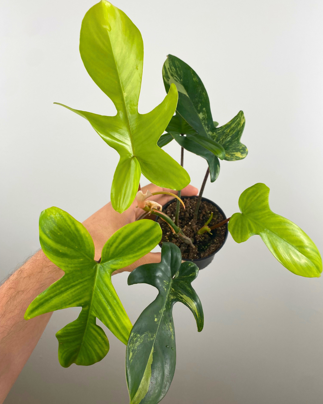 3” Philodendron Florida Beauty