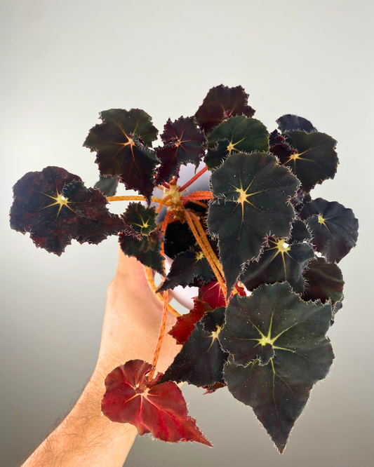 Begonia 'Mini Mo'