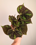 Begonia masoniana ‘Boulder’