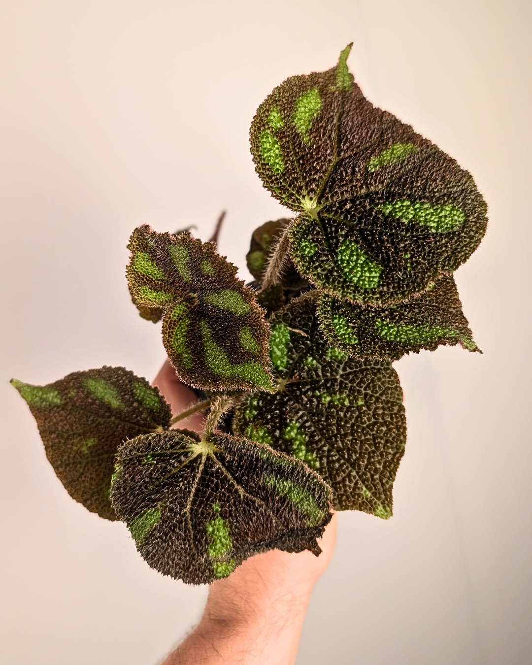 Begonia masoniana ‘Boulder’