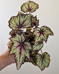 Begonia 'Robert Golden'