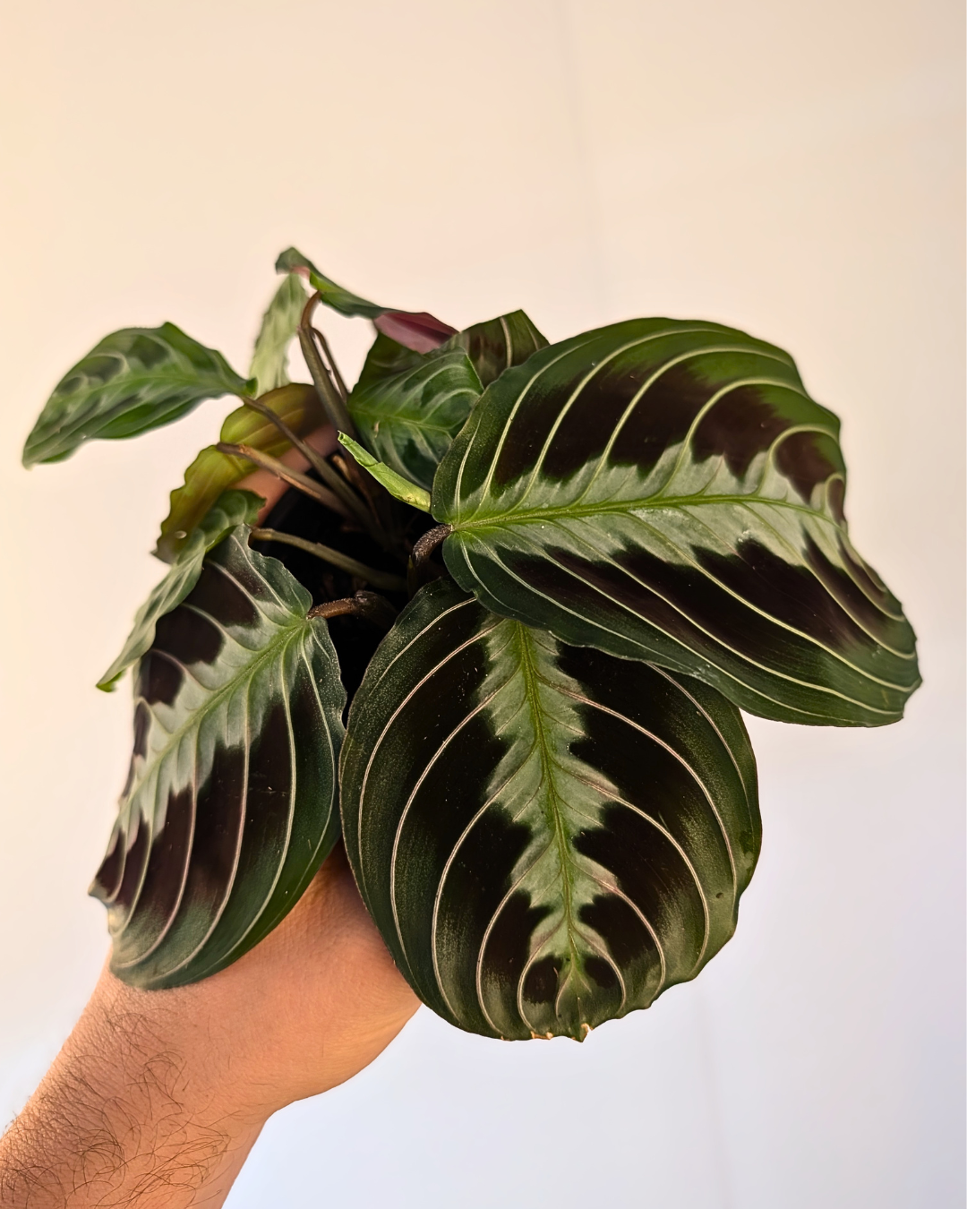 Maranta leuconeura 'Silver Band'