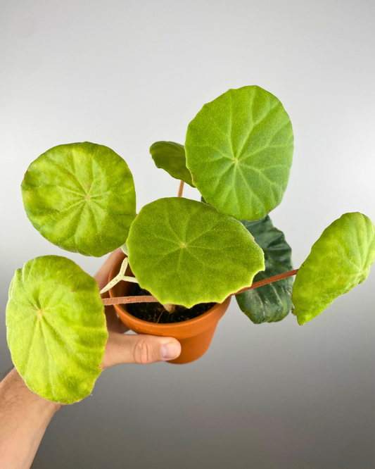 Begonia Peltata