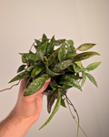 Hoya parviflora