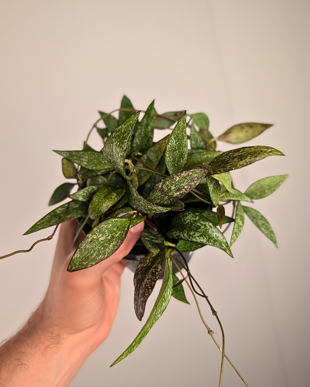 Hoya parviflora