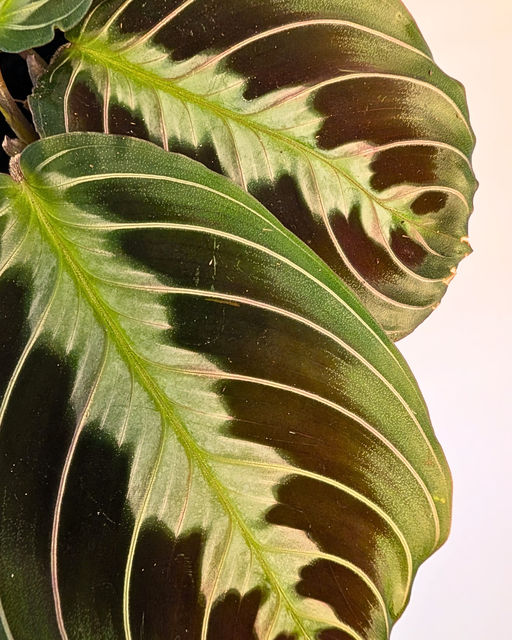 Maranta leuconeura 'Silver Band'