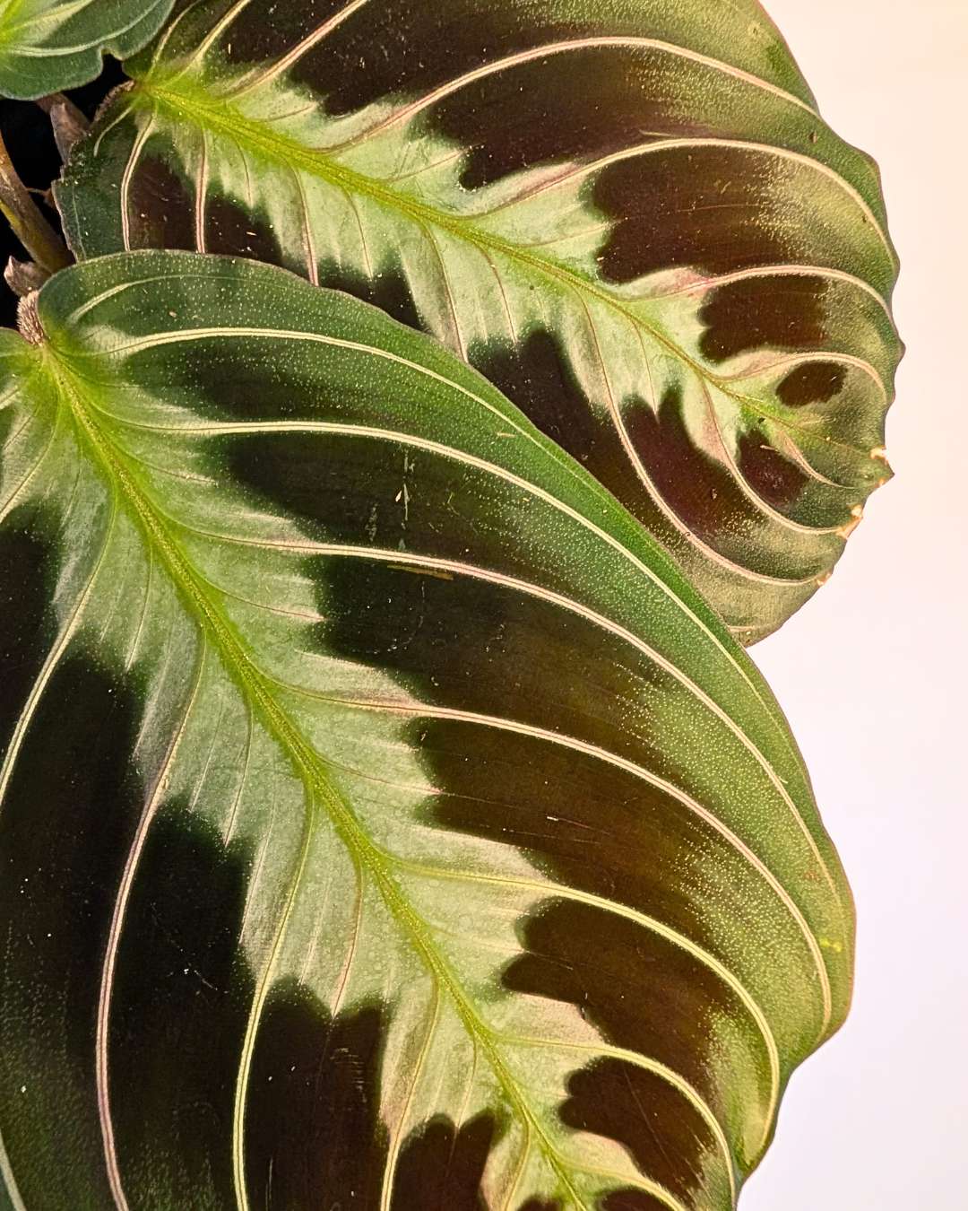 Maranta leuconeura 'Silver Band'