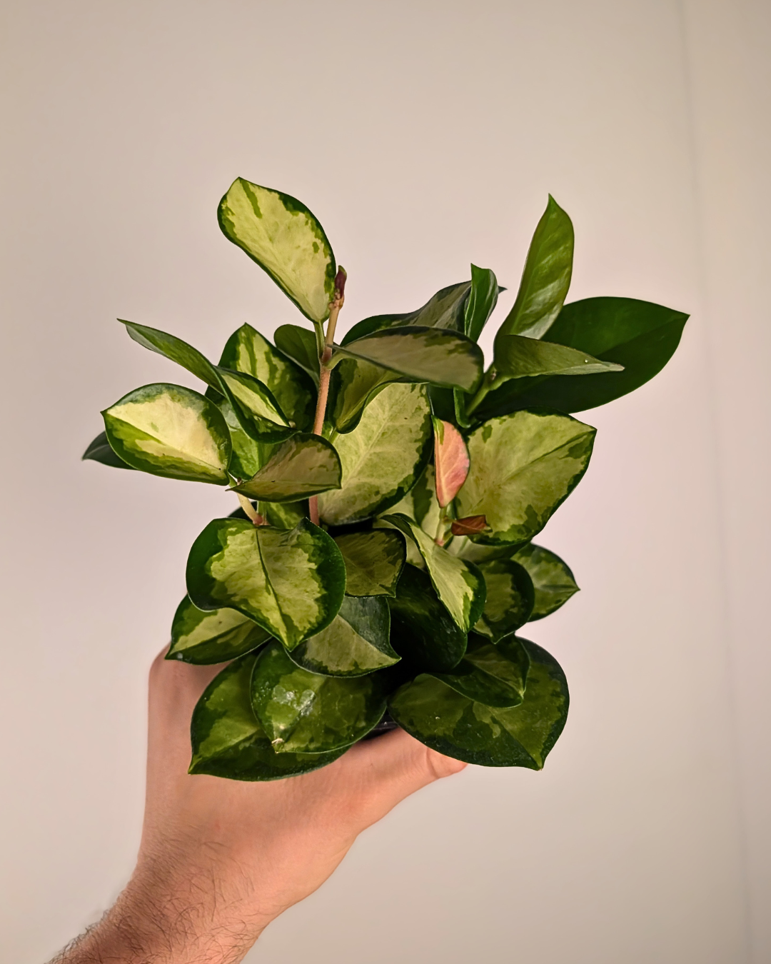 Hoya australis 'Lisa'