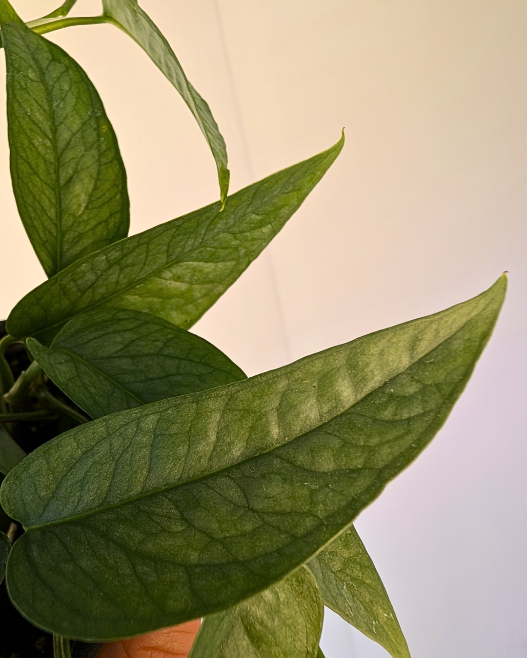 Pothos Epipremnum Pinnatum 'Cebu Blue'