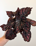 Begonia rex 'Madagascar'