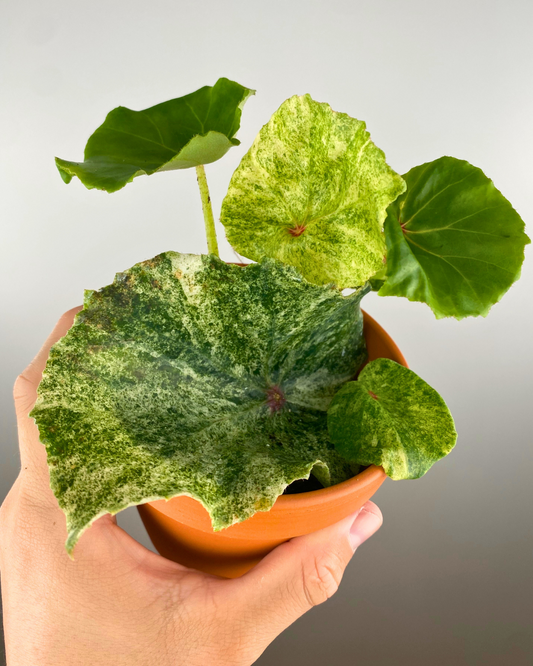 Begonia Rouge Variegata