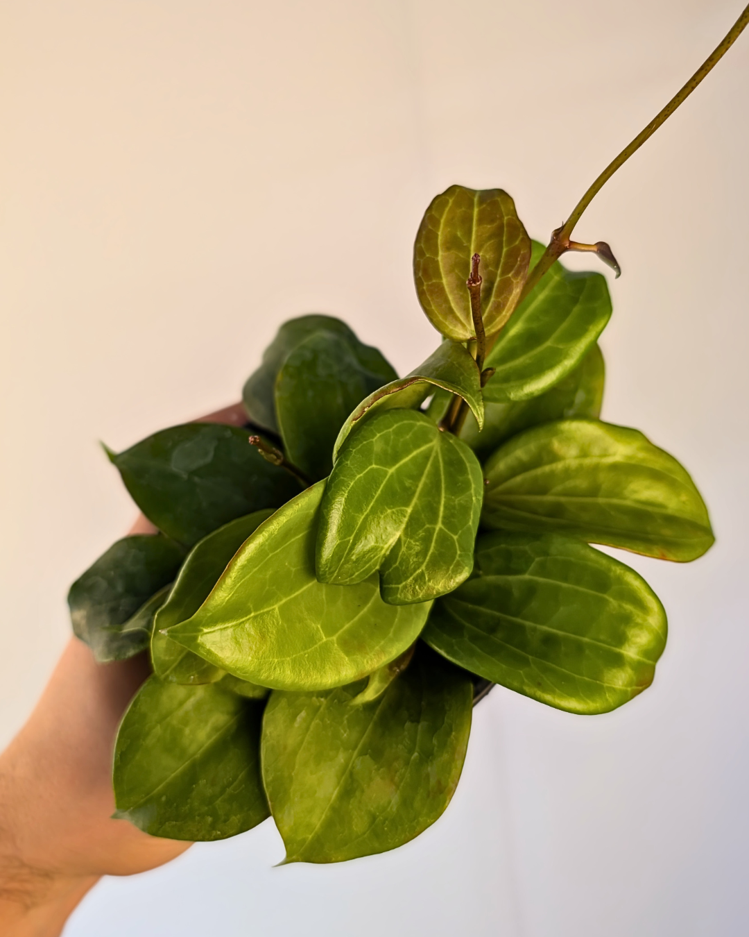 Hoya quinquinervia