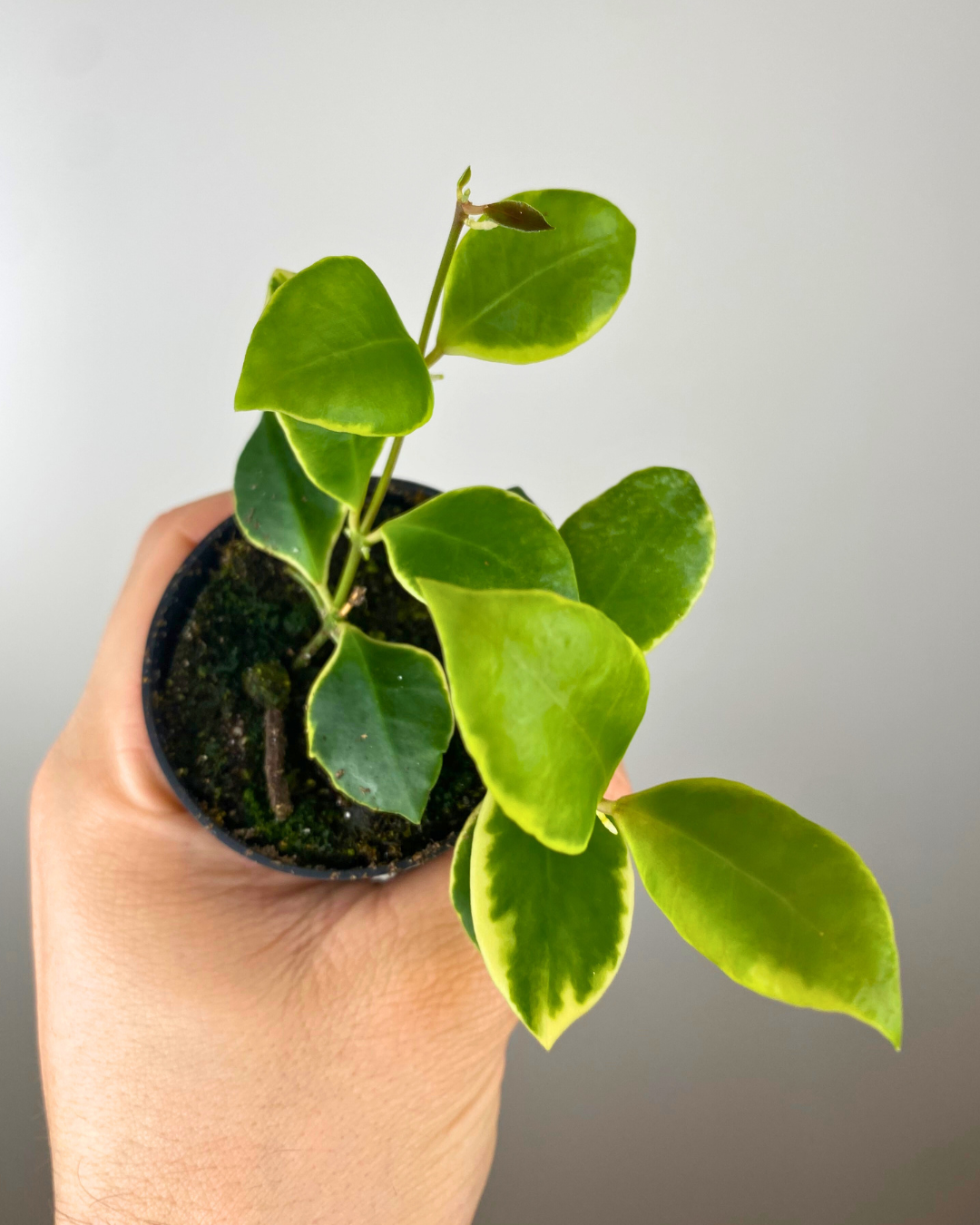 Hoya Heuschkeliana Outer Variegata