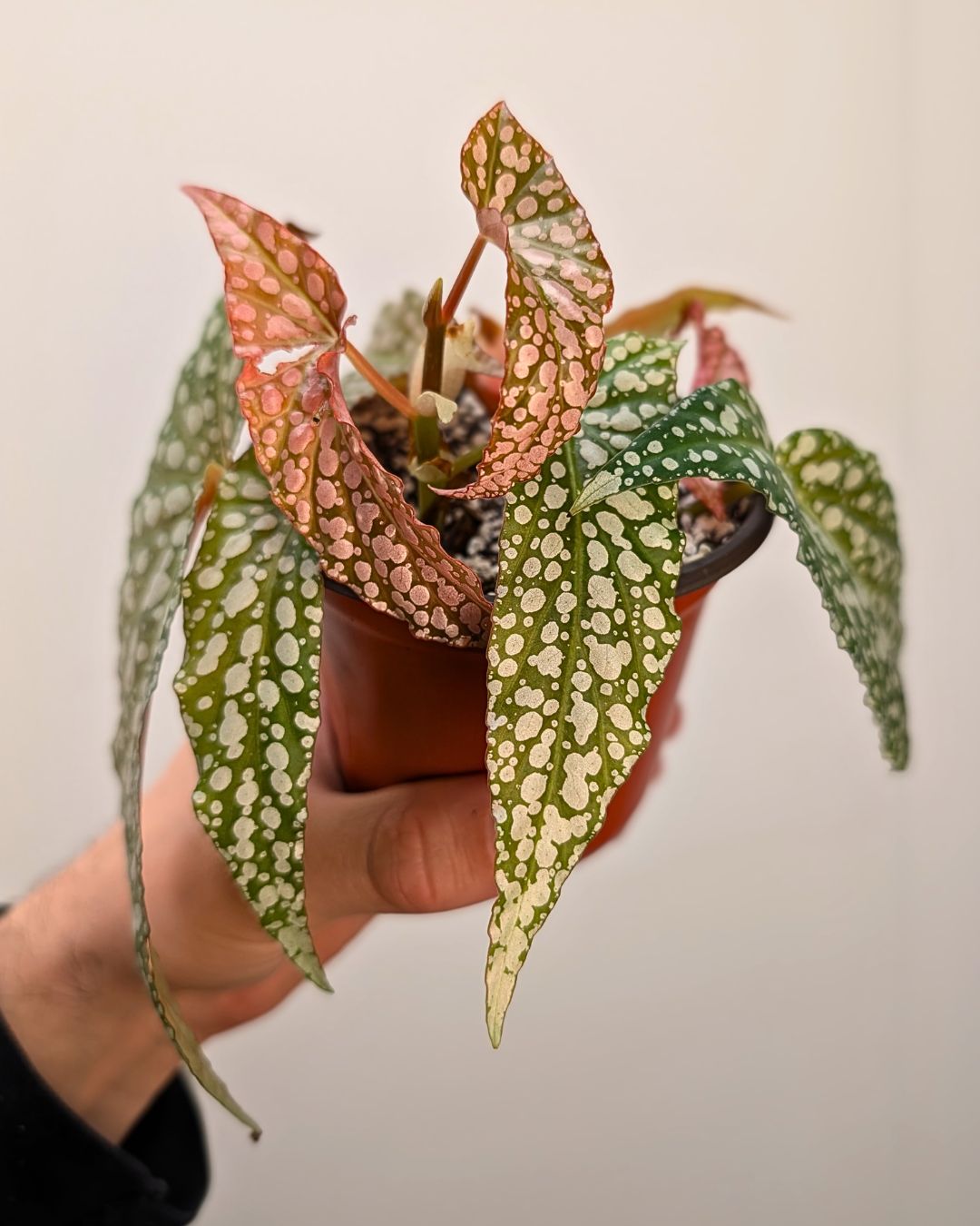 Begonia 'White Ice'