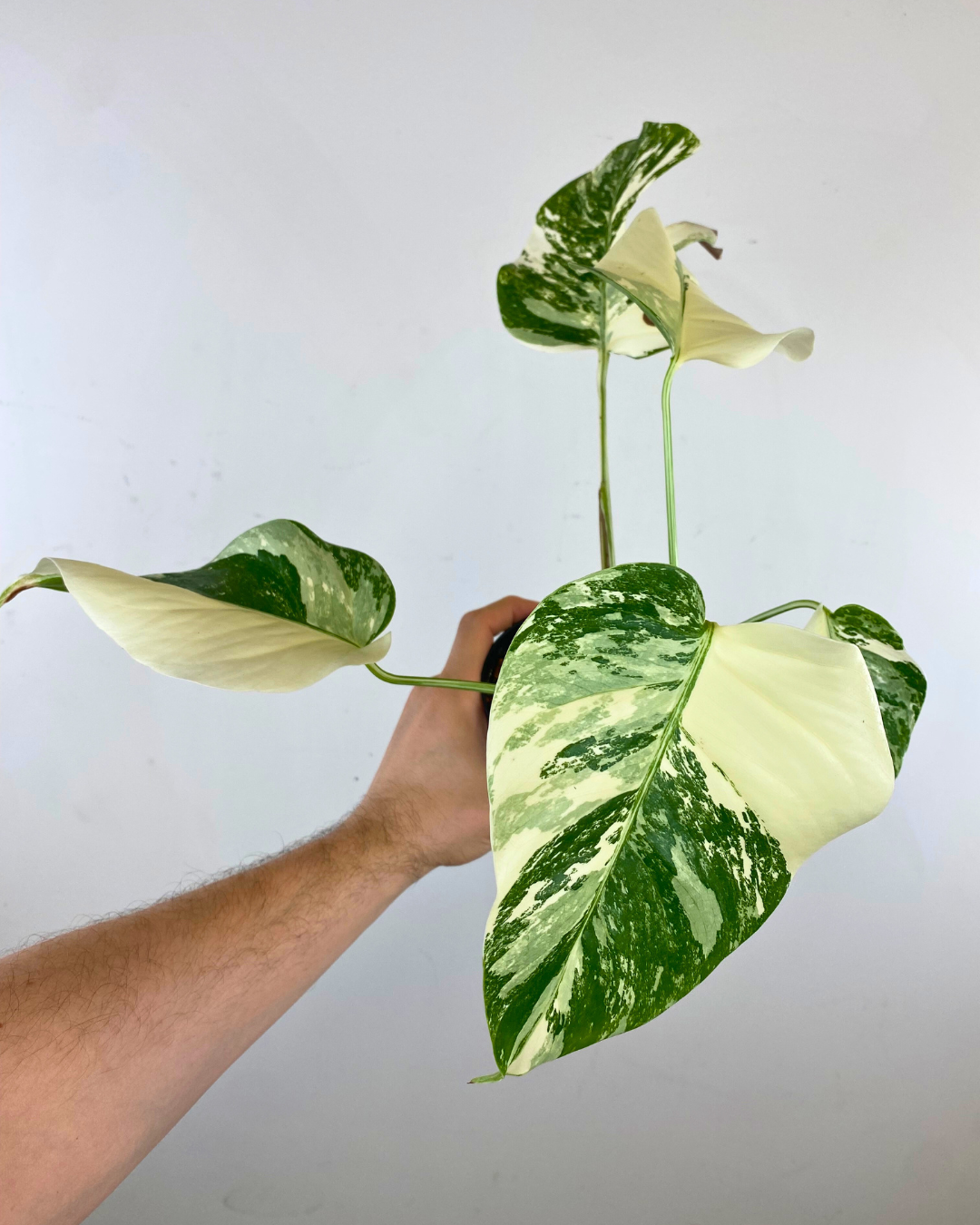 Monstera Borsigiana Albo