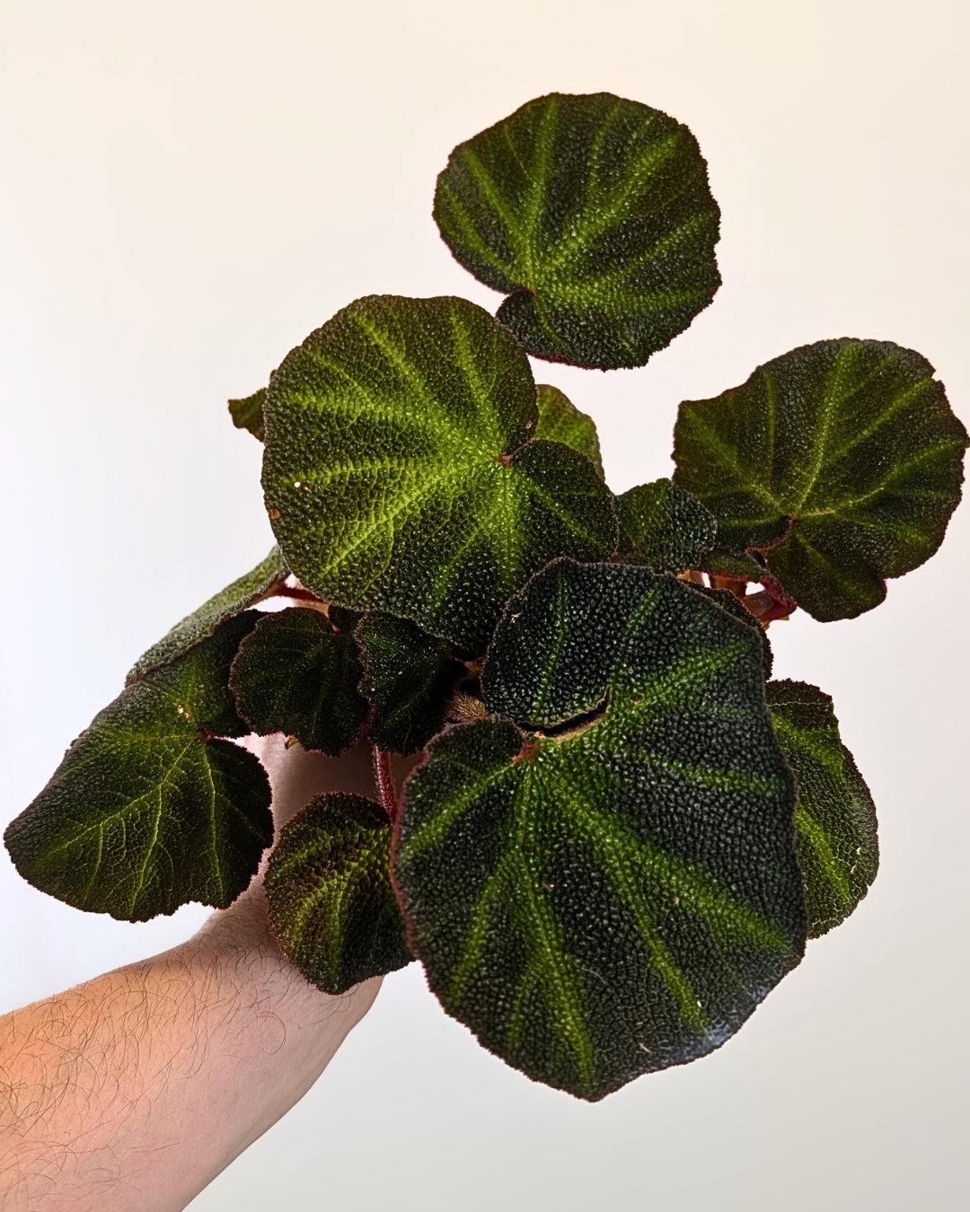 Begonia Soli-Mutata