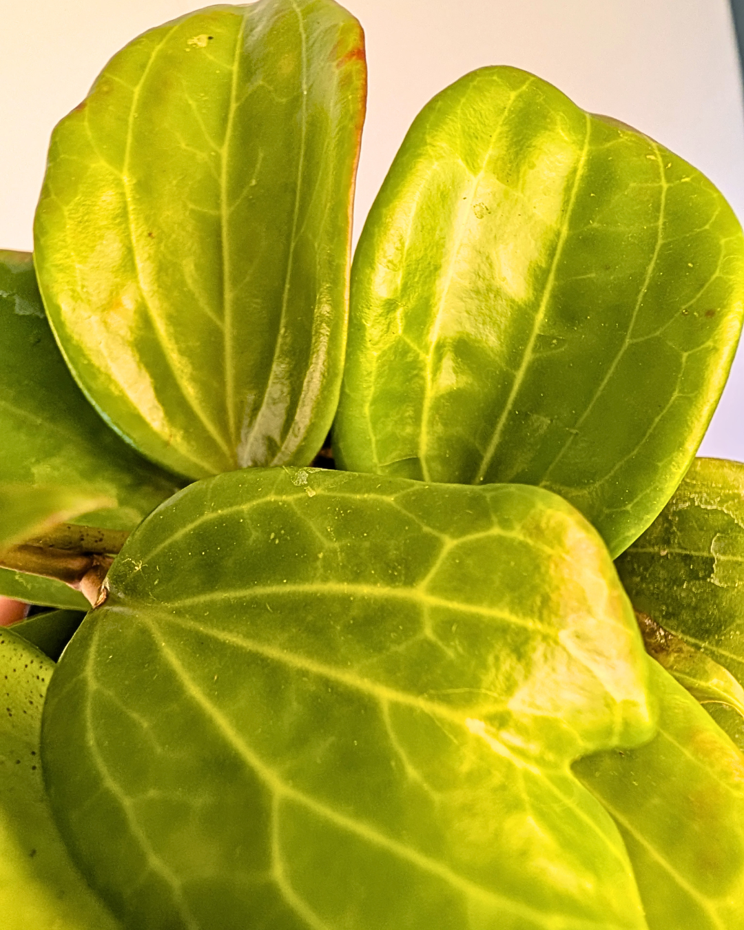 Hoya quinquinervia
