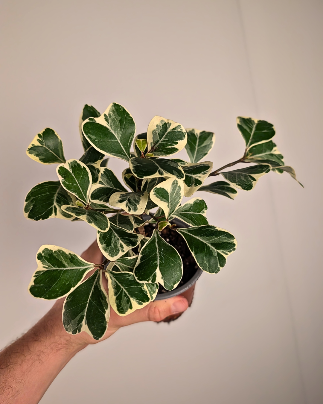 Ficus Triangularis