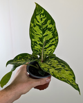 Homalomena 'Selby'