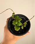 Hoya endauensis