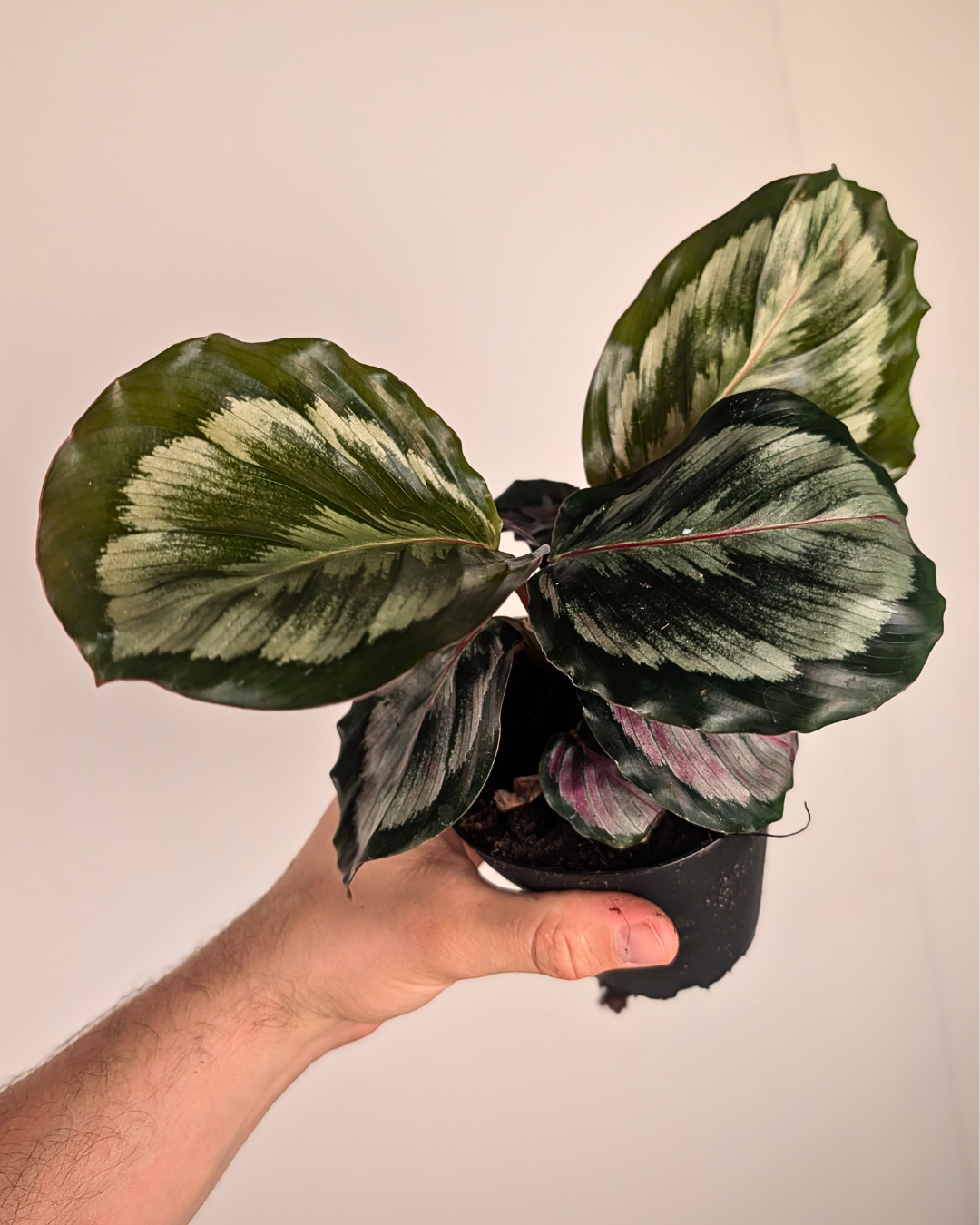 Calathea 'Medallion'