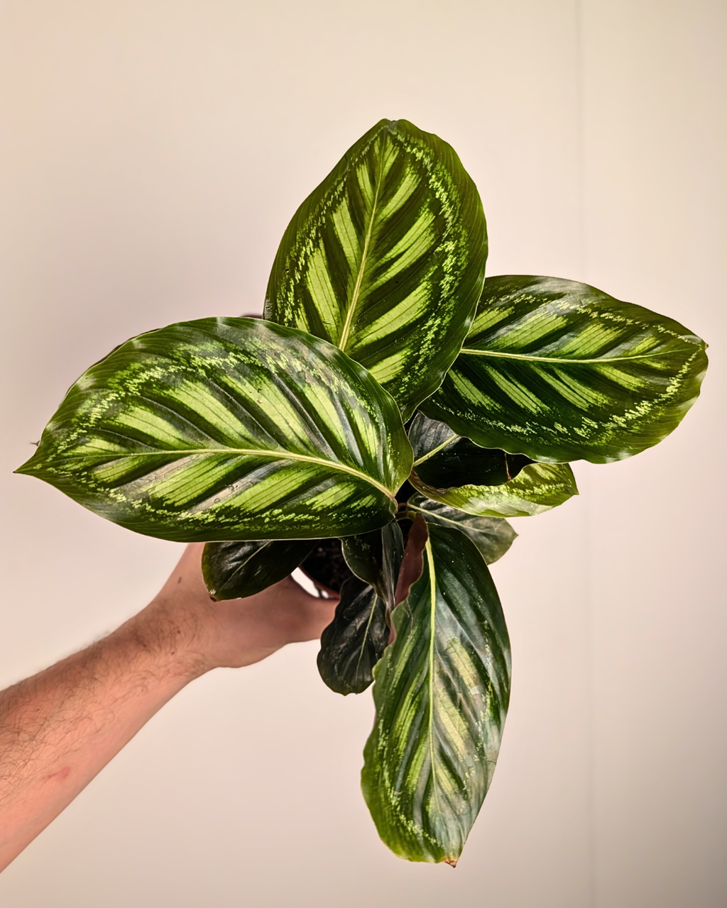 Calathea 'Flamestar'