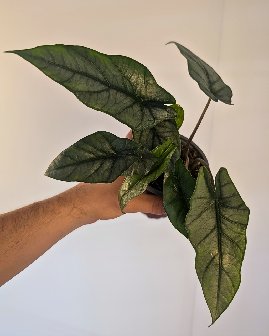 Alocasia heterophylla 'Metallic Blue'
