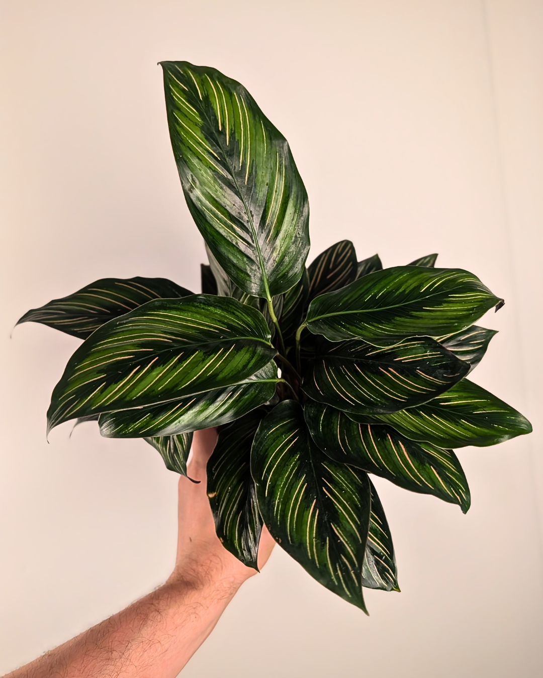 Calathea 'Beauty Star'