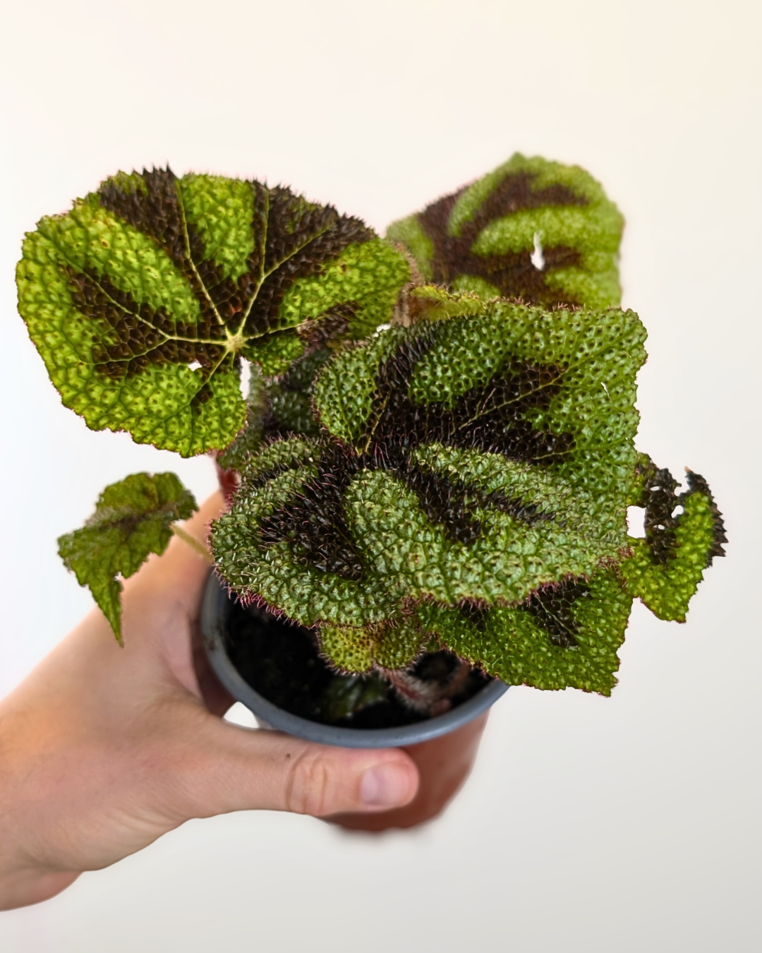 Begonia masoniana var.
