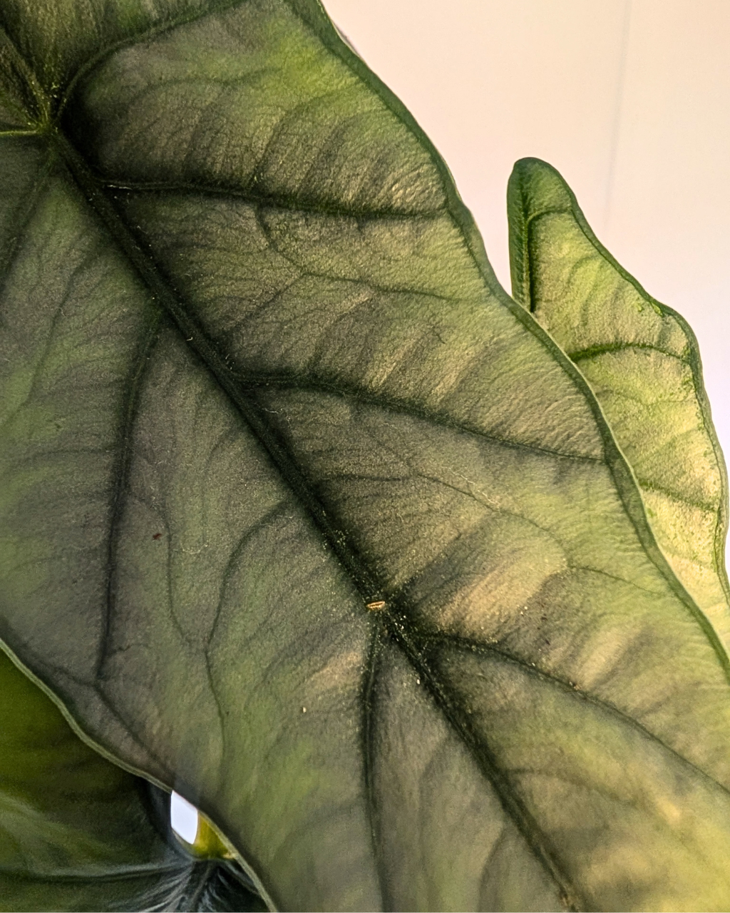 Alocasia heterophylla 'Metallic Blue'