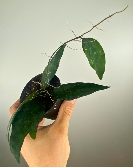 Hoya Flagellata