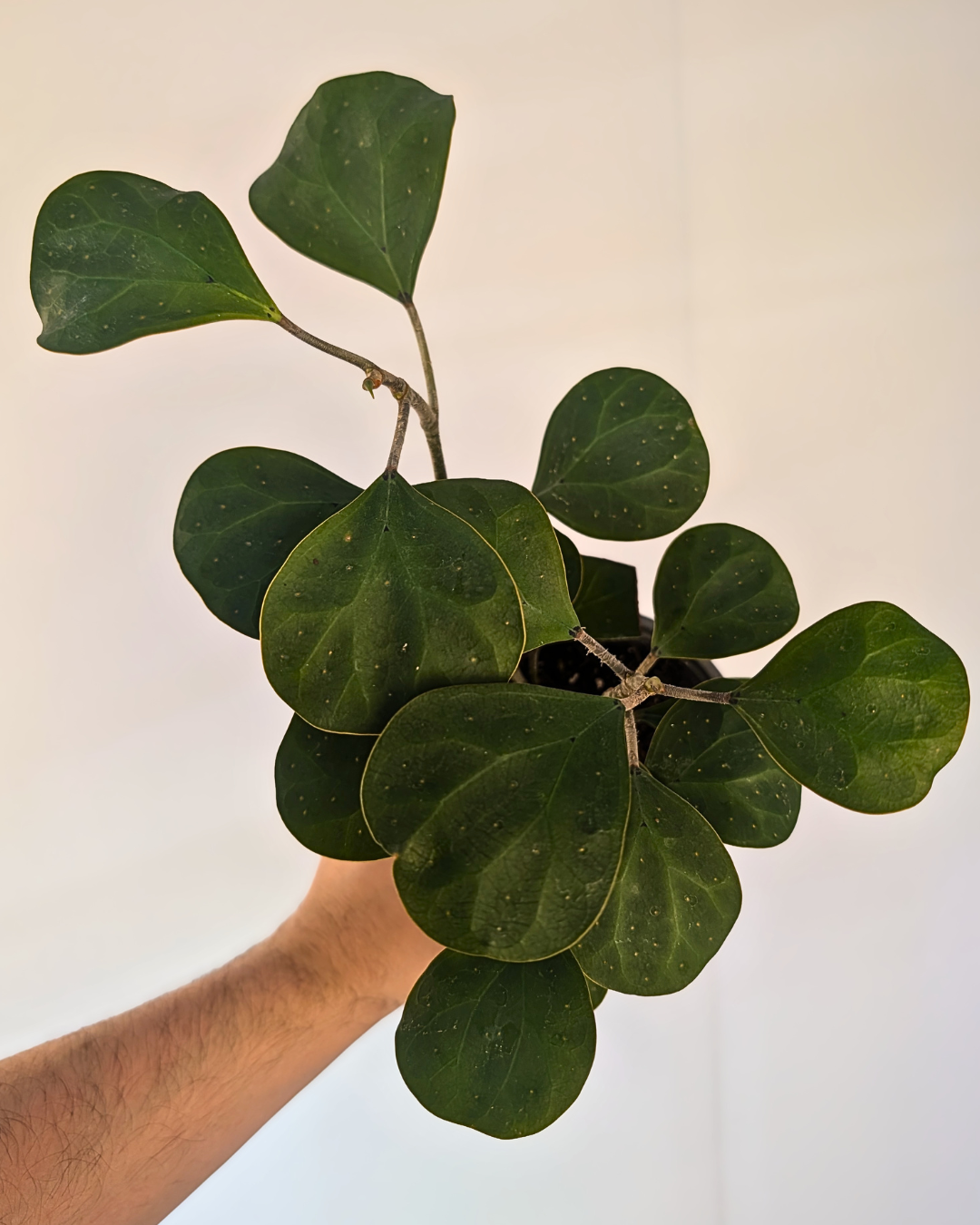 Ficus deltoidea - Mistletoe Fig
