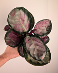 Calathea 'Northern Lights'