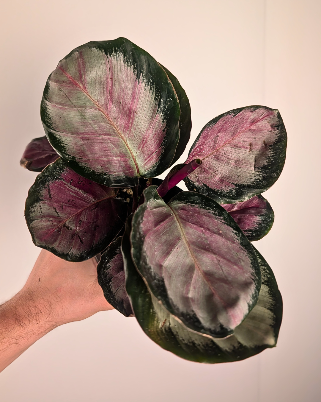 Calathea 'Northern Lights'